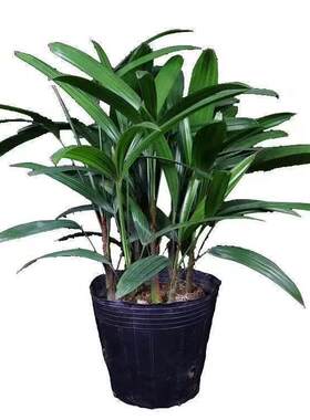 棕竹盆栽金山室内植大型绿