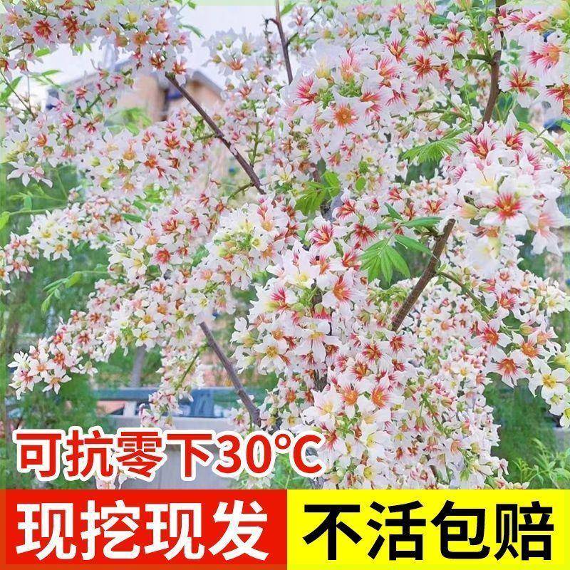 状元树文冠花树苗变色开花文冠果树文官花红花庭院盆栽地栽耐寒热