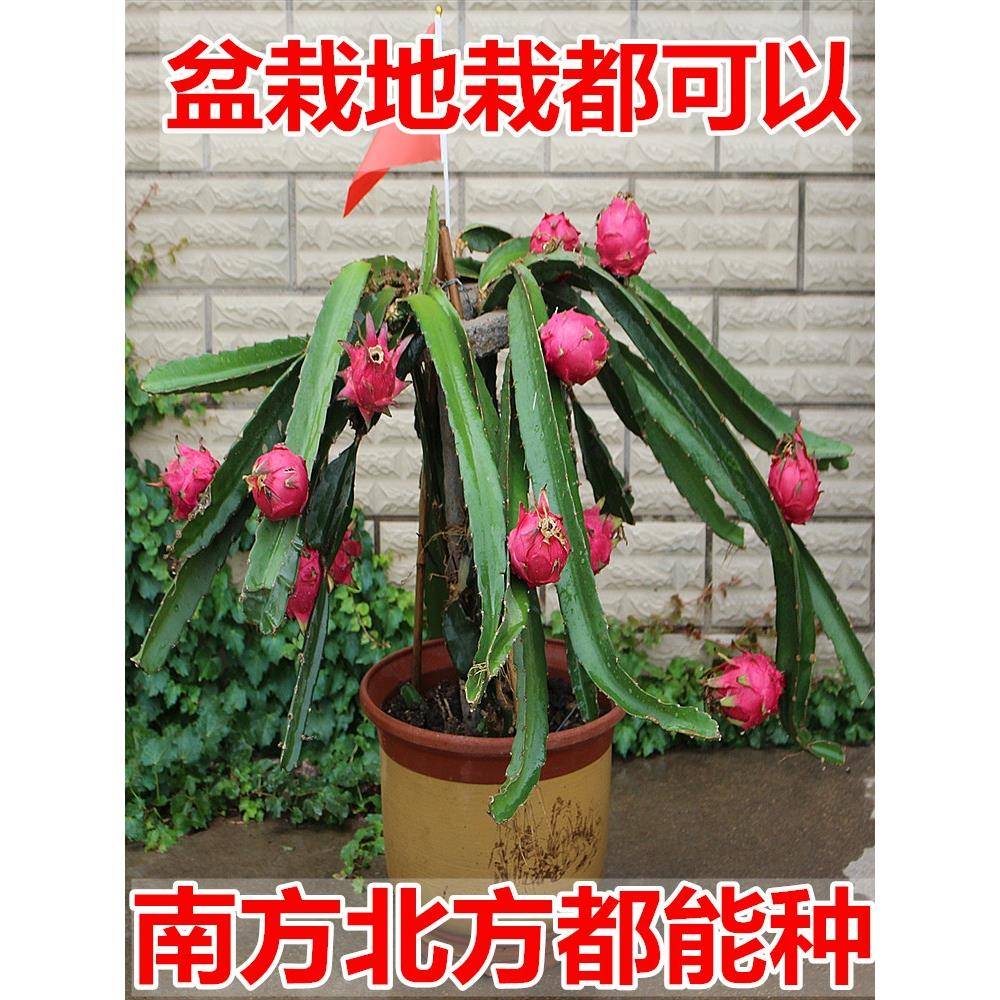 火龙果苗果园盆栽火龙果树苗红心红肉火龙果苗带根发货当年结果