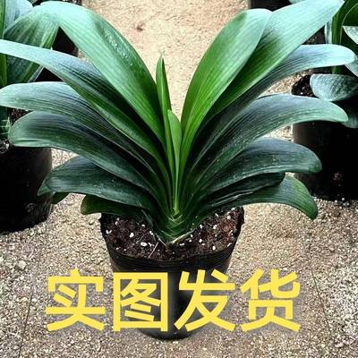君子兰花圆头国兰绿植花卉好养活四季常青室内室外盆栽绿植花卉