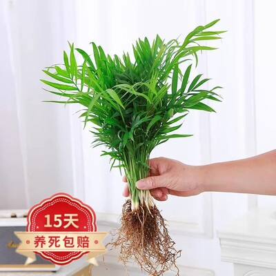 袖珍椰子四季常青卧室