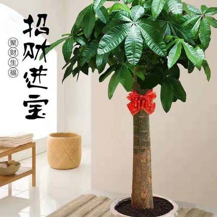 大发财树盆栽大客厅绿植室内大型植物办公室内吸甲醛净化空气树苗