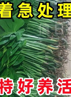 龟背竹水培植物带根室内办公室好养活热带水养竹盆栽客厅旺宅绿植