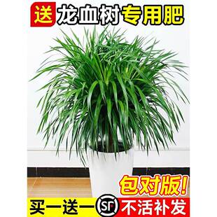 龙须树客厅绿植盆栽大型老桩树苗多头龙血树室内黑珍珠好养植物花