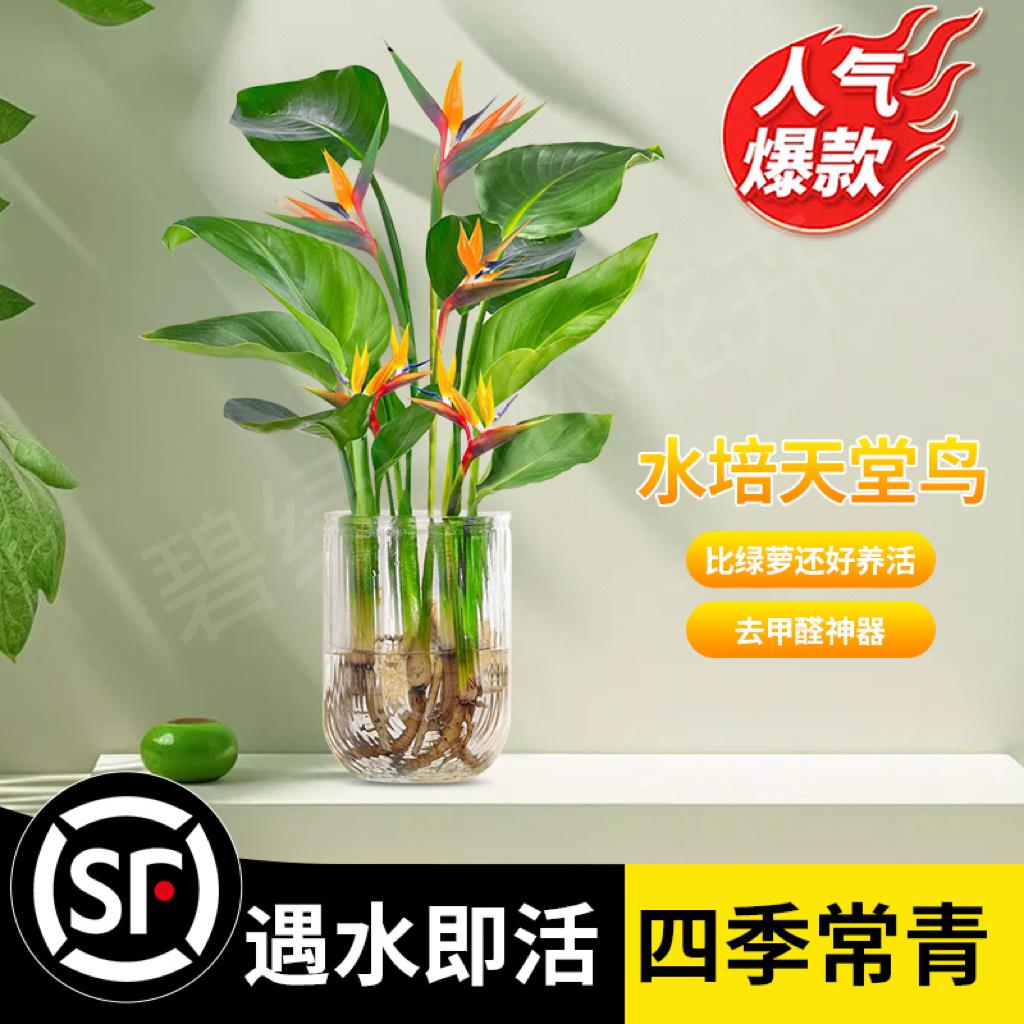 天堂鸟盆栽水培龟背竹室内碧绿花卉适合桌面鹤望兰客厅绿植