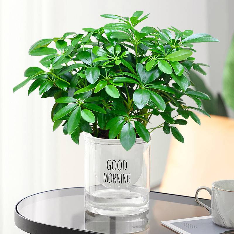 八方来财鸭脚木办公室