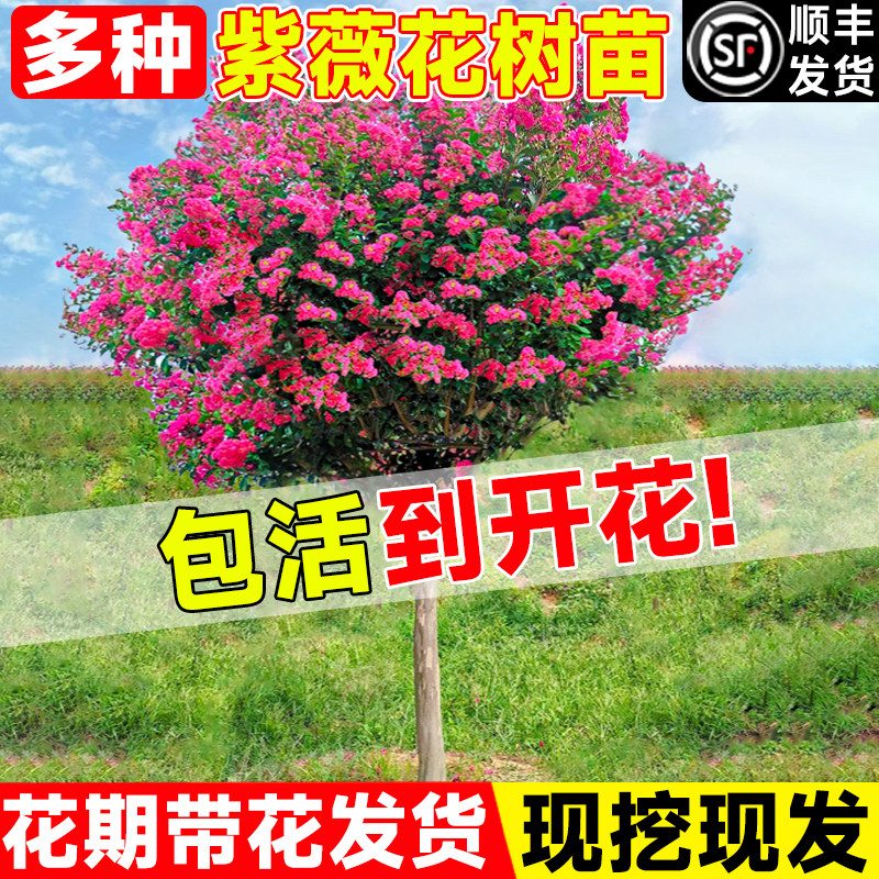 紫薇花树苗盆栽老桩庭院红火箭