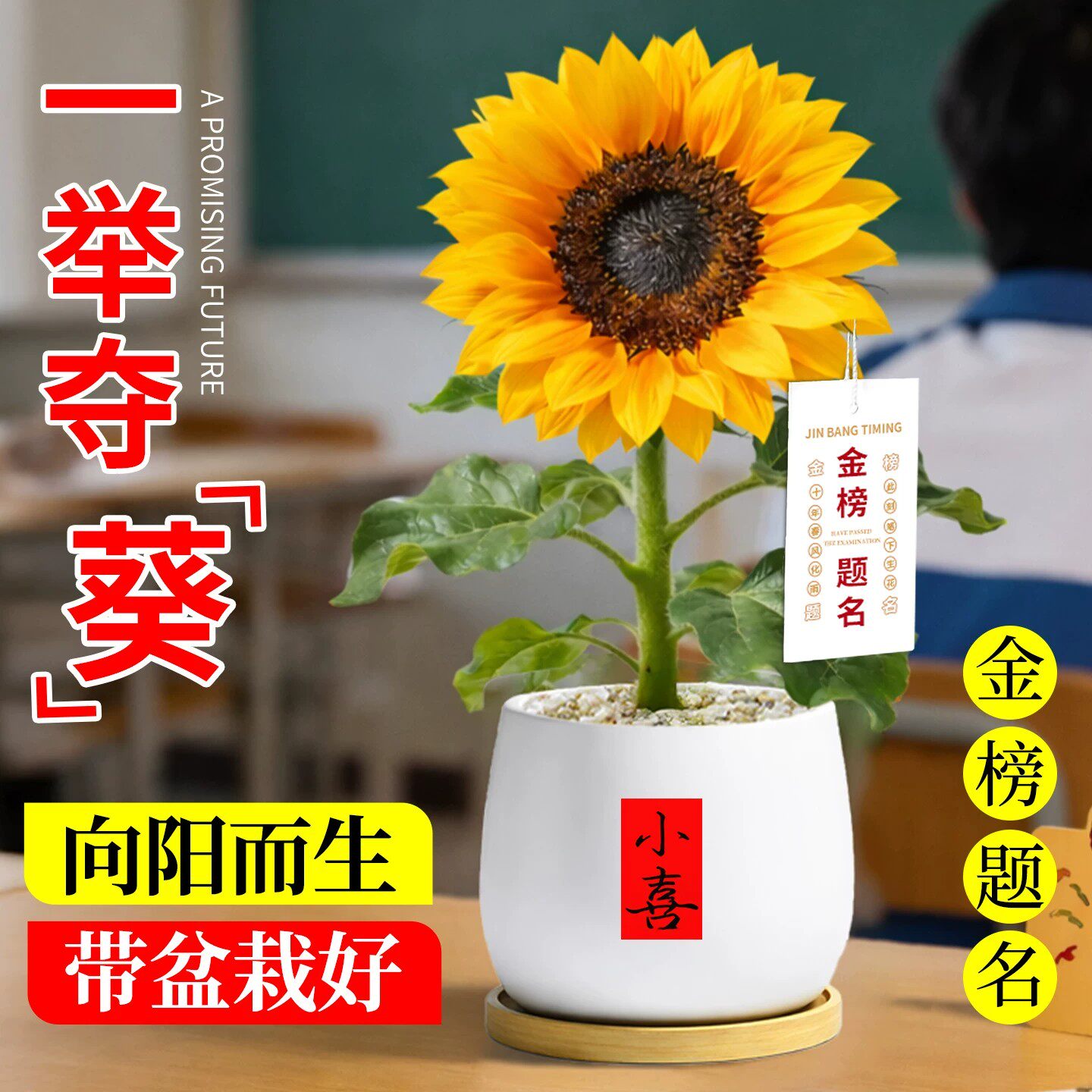 向日葵盆栽带花发货阳台花卉绿植成品大苗室内桌面美观赏植物摆件