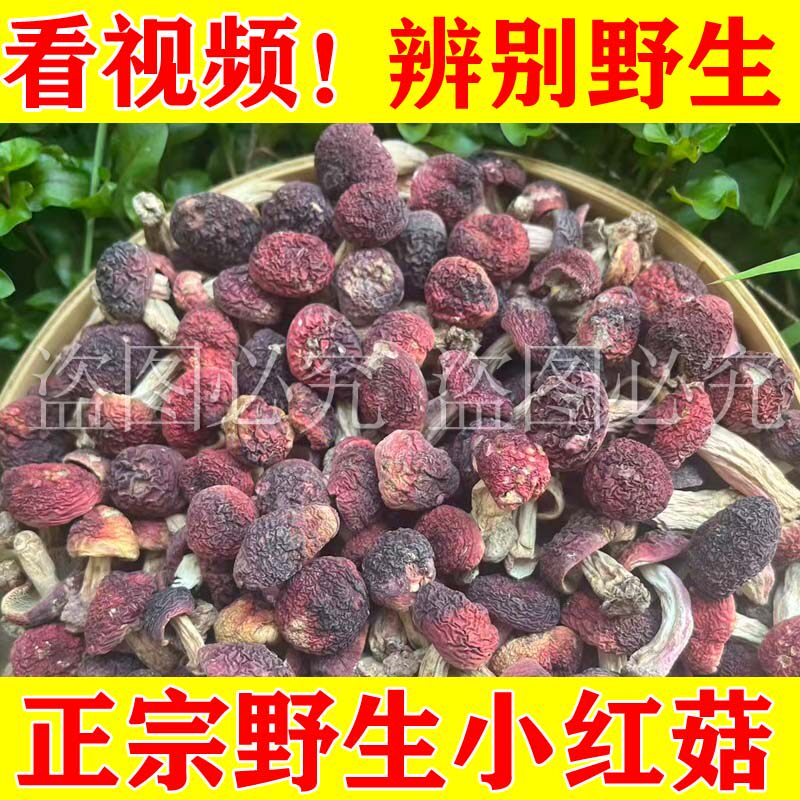 深山野生小红菇干货正宗福建红菇红椎菌月子菇煲汤食材武夷山特产