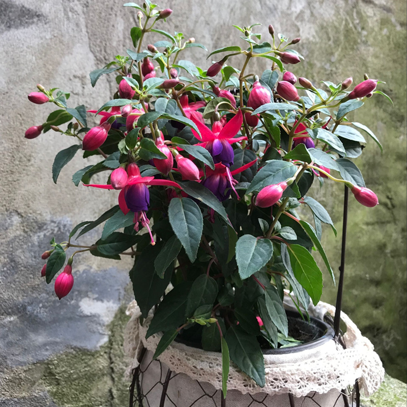 倒挂金钟花苗阳台开花植物花期长倒挂金钟盆栽灯笼花垂吊植物花卉