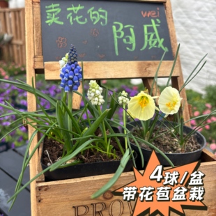 【盆栽】阿威家葡萄风信子围裙水仙4球成品盆栽带花苞多年生种球