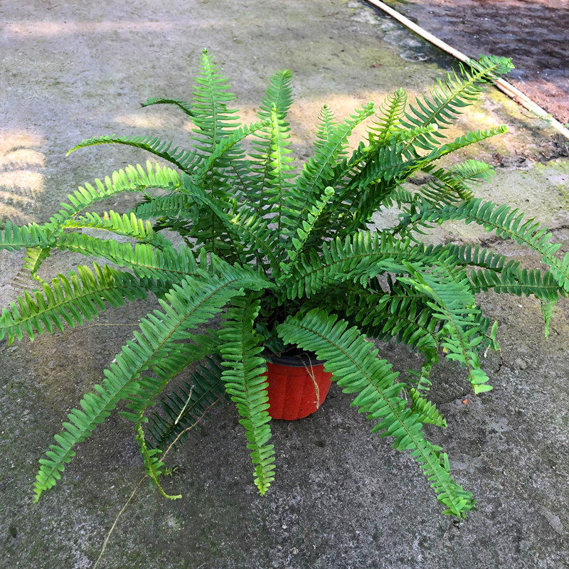 肾蕨盆栽热带雨林观叶植物阳台客厅办公室承担绿植净化空气美观