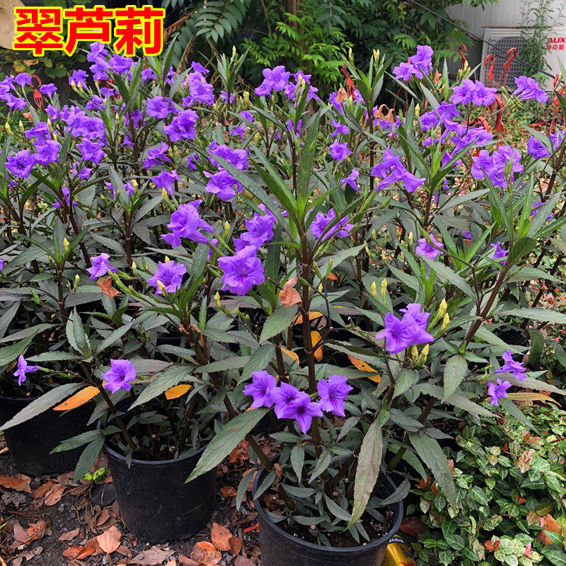 翠芦莉盆栽阳台庭院开花植物兰花草多年生宿根花卉耐热花期长好养