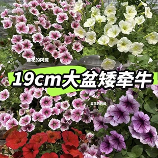 矮牵牛花苗盆栽花卉阳台庭院垂吊花卉百万小玲舞春花花卉耐寒好养