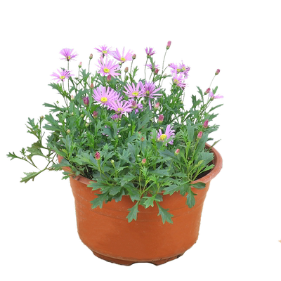 垂吊姬小菊盆栽带花苞