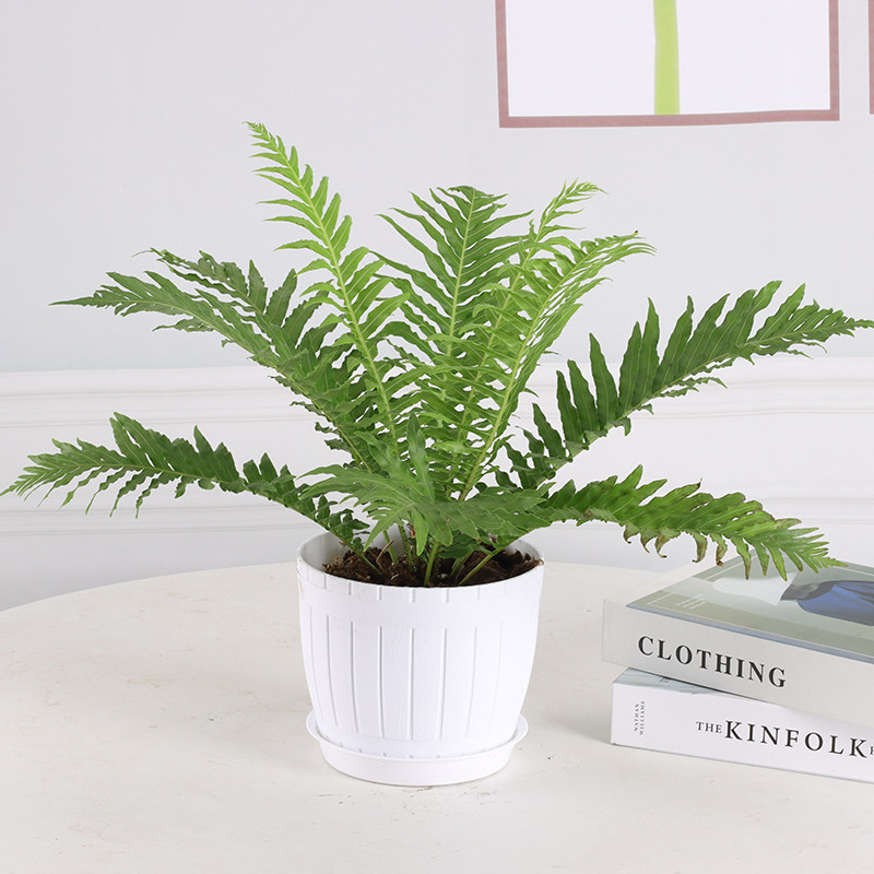 富贵蕨盆栽办公室绿植室内绿植寓意招财植物净化空气好养