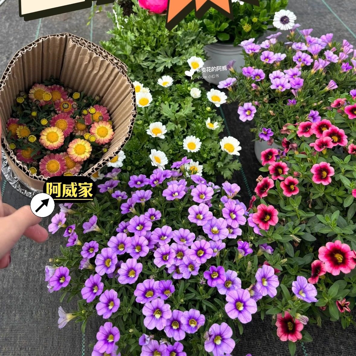 百万小玲盆栽舞春花阳台吊兰