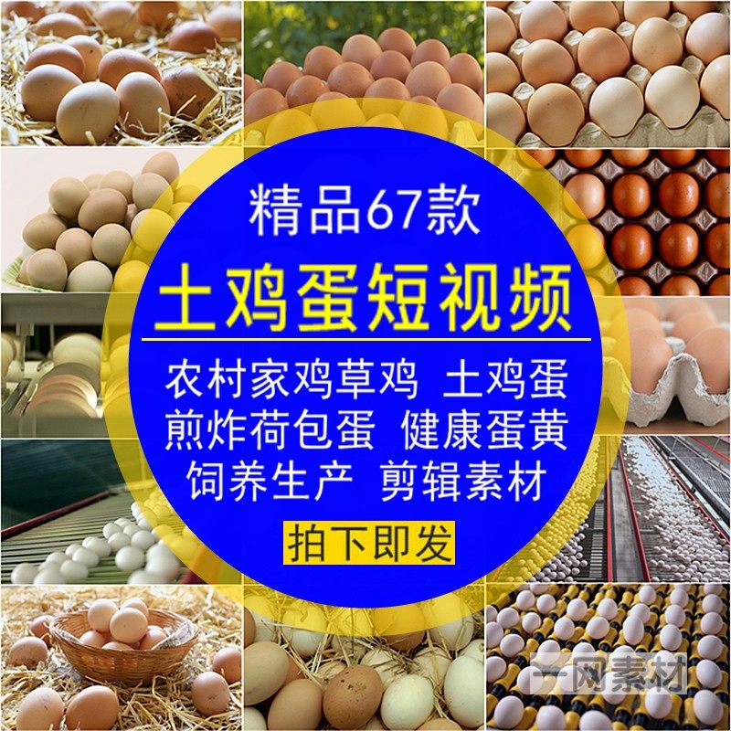 土鸡蛋短视频农村家草鸡煎炸荷包蛋黄健康生产饲养自媒体剪辑素材