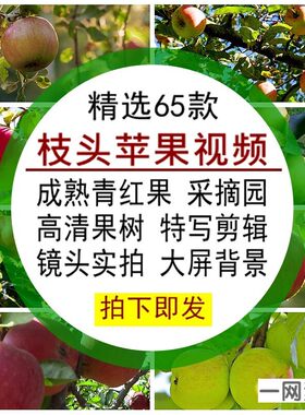 枝头苹果视频素材青红成熟采摘园水果树高清特写背景镜头剪辑实拍