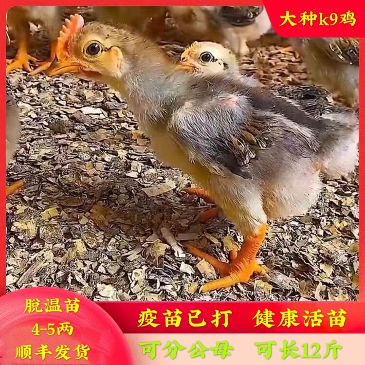 半斤左右k9鸡882太监鸡线鸡散养半大鸡901九斤红公鸡大型肉鸡包邮