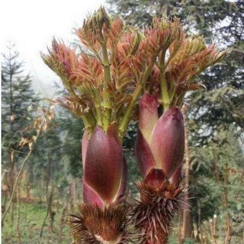 野生红刺老苞菜种子中药