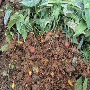 野生地苦胆种子中草药材金果榄地苦胆九牛胆九龙胆种子植物籽