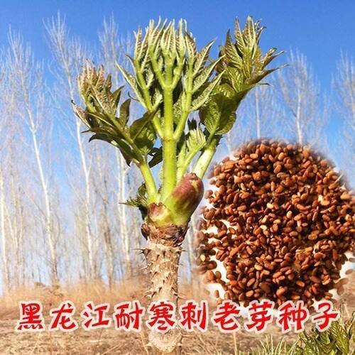 刺龙芽种籽刺老子刺嫩包