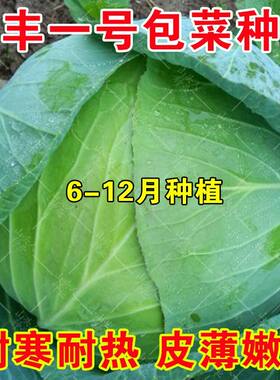 平包菜种子田园庭院耐寒