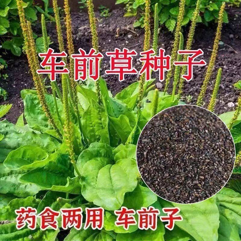 车前草种子新产春季草籽药食四季播种中药材种植阳台盆栽大田种植