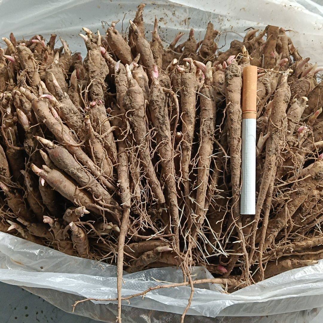 正宗药用赤芍芍药种苗白芍新鲜中药材一年现发现挖耐寒
