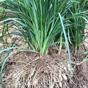 可食用麦冬草中药材种籽鲜活多年生庭院种植川麦冬去皮纯种新鲜种
