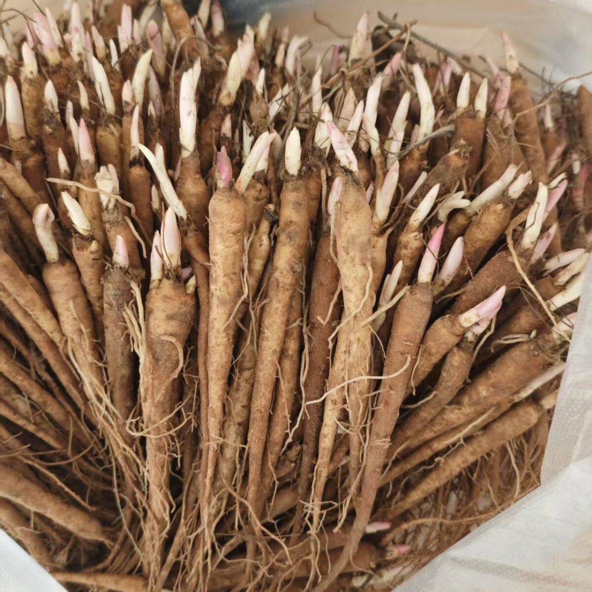 白芍苗赤芍苗赤芍苗小苗100颗新鲜庭院大苗种苗新鲜芍药四季