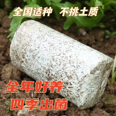 高产野生鸡枞菌菌种食用