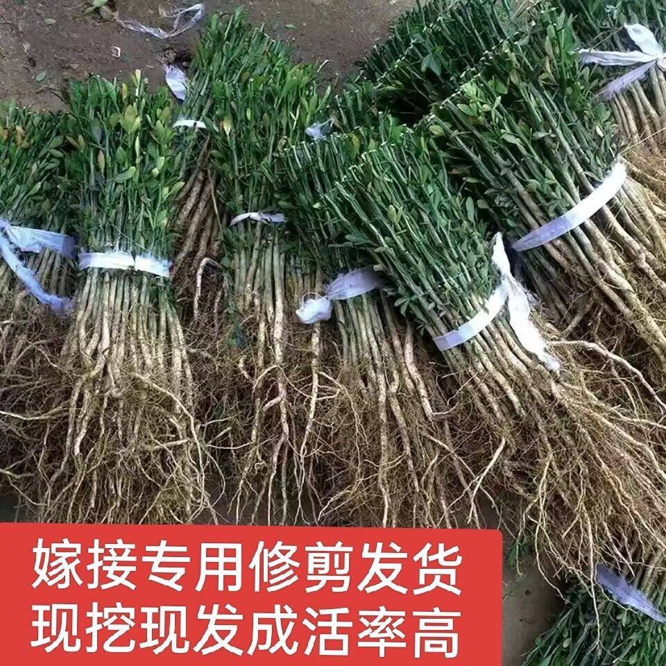 枸桔苗刺梨苗积壳苗篱笆