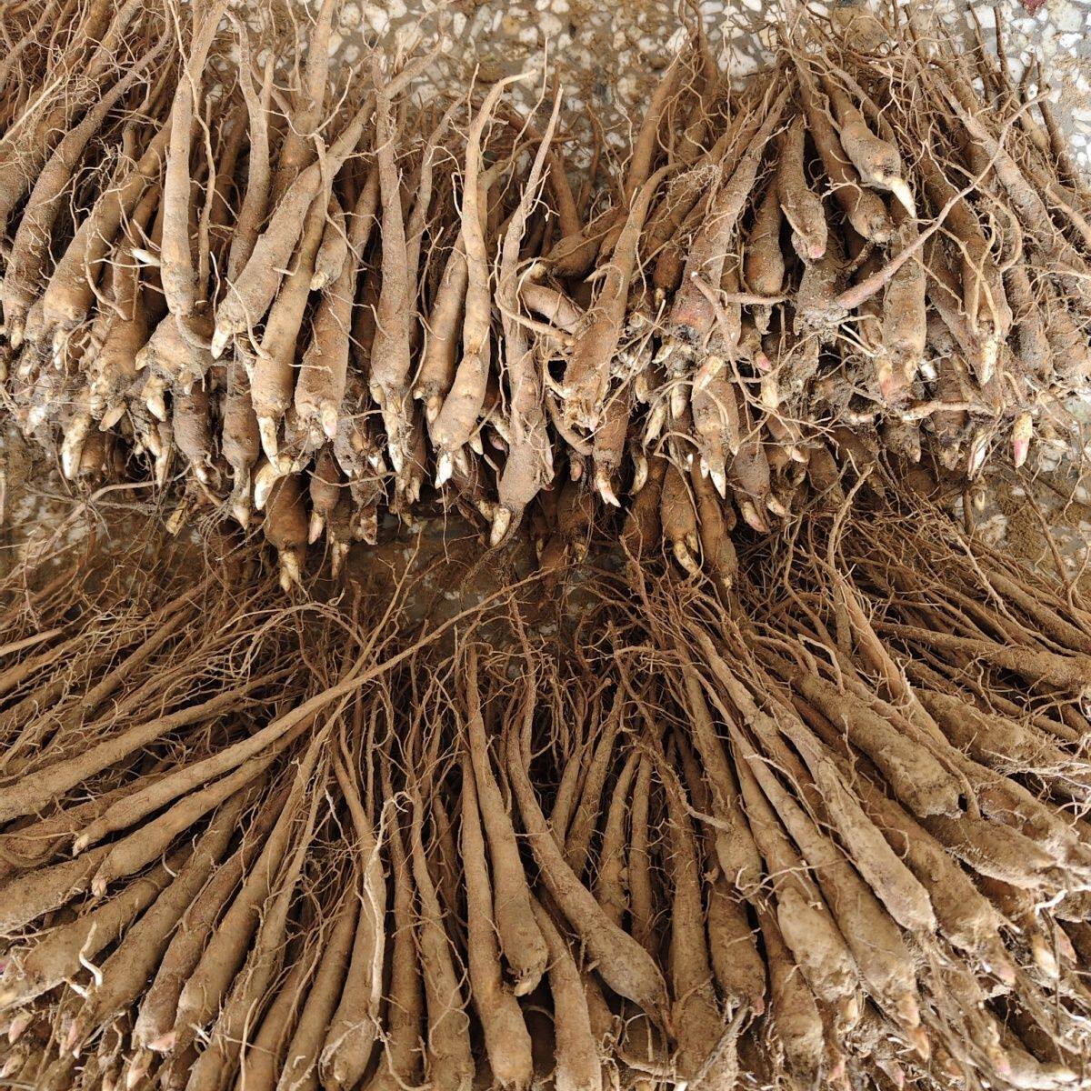 白勺苗 芍药苗 芍药花 芍药花苗 白勺苗 现挖现发