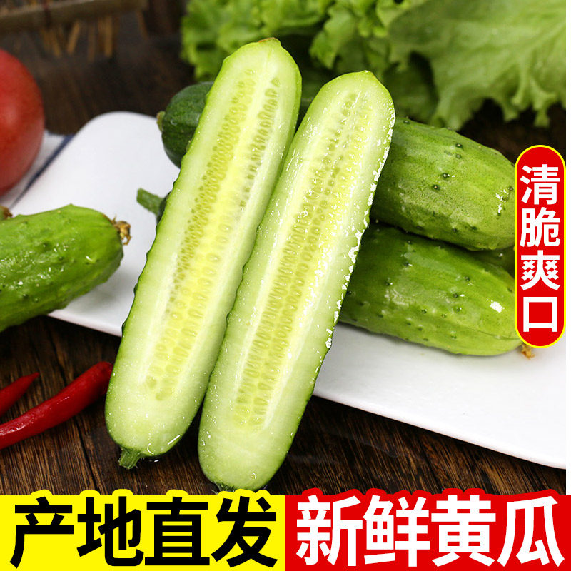 新鲜旱黄瓜脆嫩多汁批发包邮山东特产旱黄瓜当季蔬菜生吃