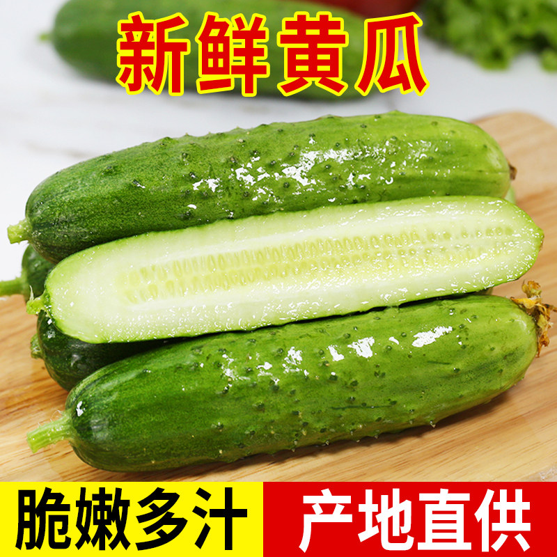 批发包邮山东特产旱黄瓜农家自种当季蔬菜新鲜旱黄瓜脆嫩多汁