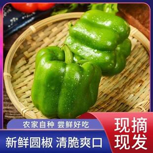 不辣彩椒青椒绿椒新鲜甜椒菜椒不辣椒圆椒柿子椒灯笼椒