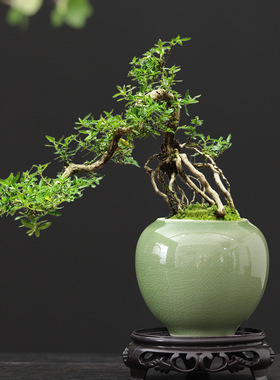 中式雪花盆陶瓷小口径室内好养绿植花盆办公室茶桌创意摆件茶室