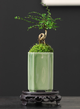 陶瓷花盆青瓷釉兰花盆高盆多肉盆栽四方六方形签筒悬崖盆景盆白色