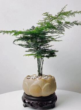 莲花粗陶素烧陶瓷绿植花盆透气文竹花卉盆栽花瓣盆景园艺艺术盆子