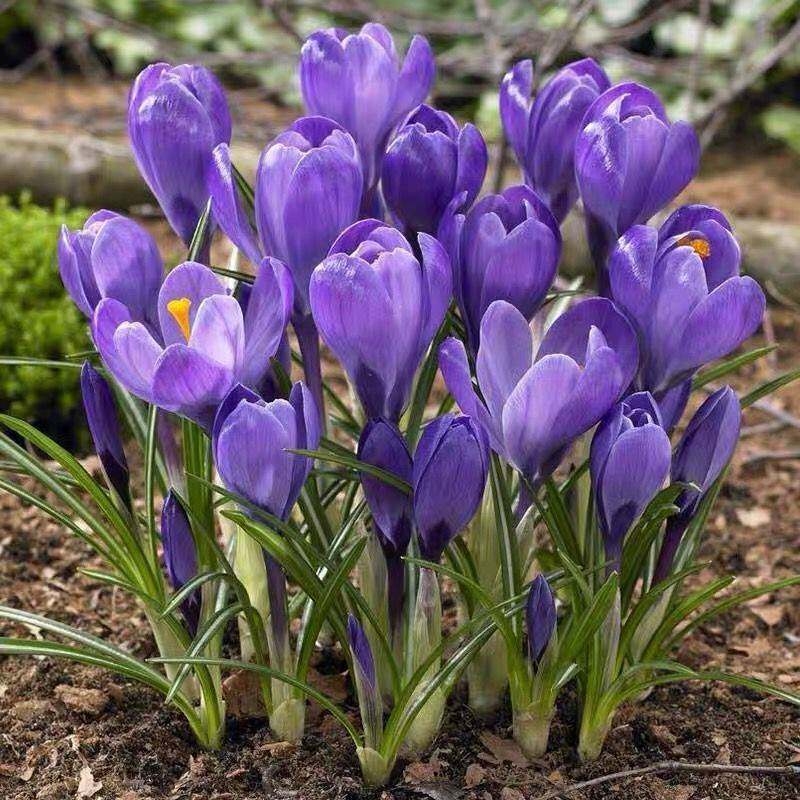 药用藏红花种球根番红花盆栽植物花卉西红花好养耐寒冬季室内椰砖