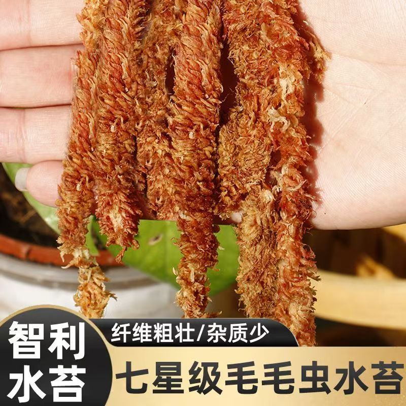 智利进口水苔土毛毛虫水苔蝴蝶兰营养土懒人盆绿色吸水盆