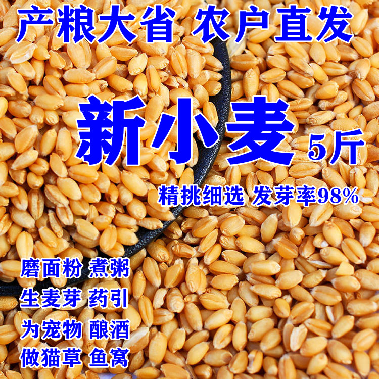 2023年新小麦粒5斤农家自产食用磨面麦酱小麦发麦草种籽带皮麦子图片