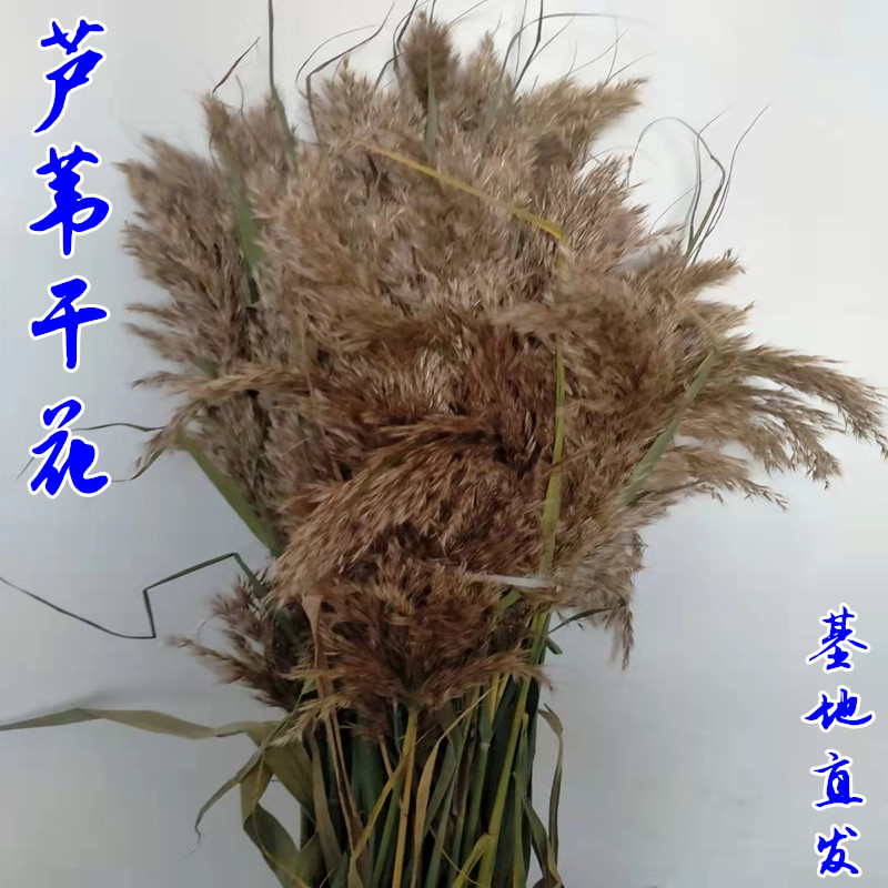 芦苇干花客厅家居装饰婚礼场景布置落地摆件婚庆拍照花束狗尾巴草