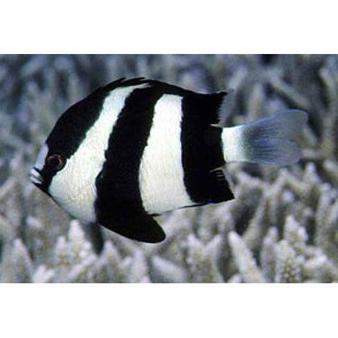 海水鱼三间雀/四间雀/五间雀/蓝翅雀/金丝雀/皇帝雀/泗水玫瑰