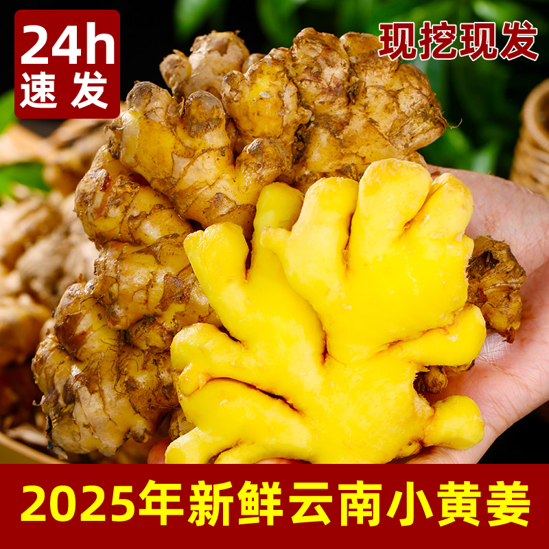 高山种植现挖现发小黄姜