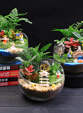 diy材料15cm切口苔藓微景观包创意玻璃球生态瓶子摆件礼品物套装