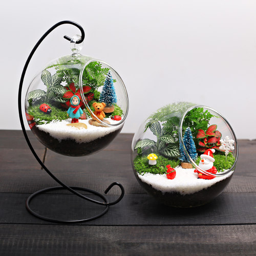 圣诞苔藓生态瓶微景观植物盆栽