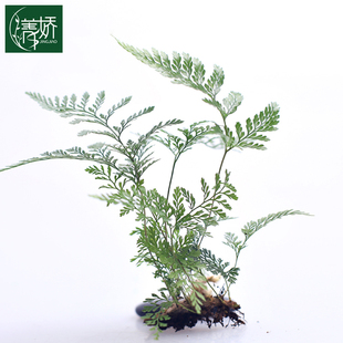 菁娇 大号创意景观盆栽蕨类银铁线蕨阿波蕨狼尾蕨 微景观背景植物